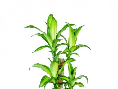 Beyaz bir arka plan üzerinde izole yeşil dracaena fragrans cornstalk dracaena