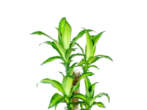 Dracaena verde fragrâncias cornstalk dracaena isolado em um fundo branco — Fotografia de Stock