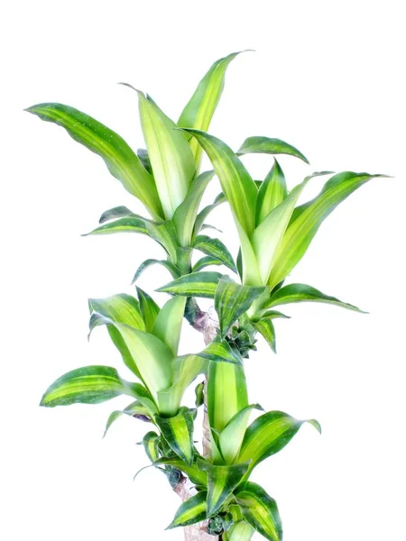 Dracaena verde fragrâncias cornstalk dracaena isolado em um fundo branco — Fotografia de Stock