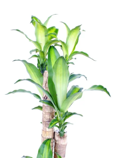 Zielony dracaena fragrans cornstalk dracaena na białym tle na białym tle — Zdjęcie stockowe