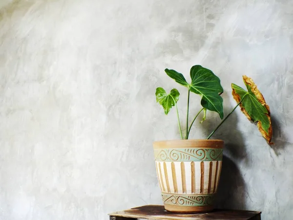 Primer plano árbol verde en maceta de flores y fondo de espacio — Foto de Stock