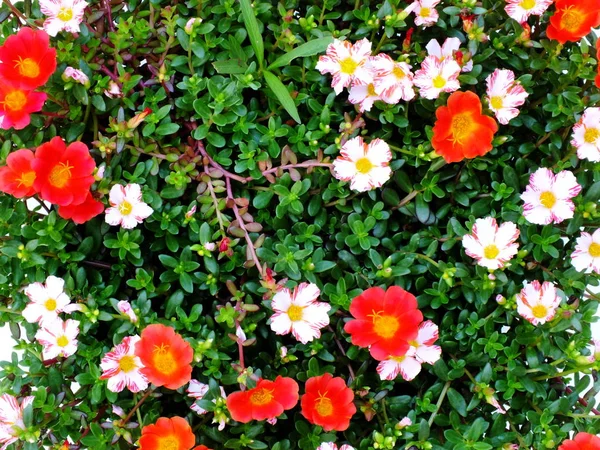 Close Van Kleurige Bloemen Natuur Achtergrond — Stockfoto