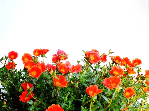 Colorful Flower Bush Isolated White Background — Stock Photo, Image