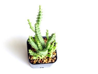 Sulu bitki beyaz arkaplanda izole edildi