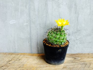 ahşap masa natürmort alanı kopya arka plan ile potu kaktüs