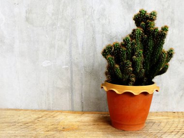 ahşap masa natürmort alanı kopya arka plan ile potu kaktüs