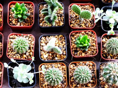 ahşap masa natürmort alanı kopya arka plan ile potu kaktüs