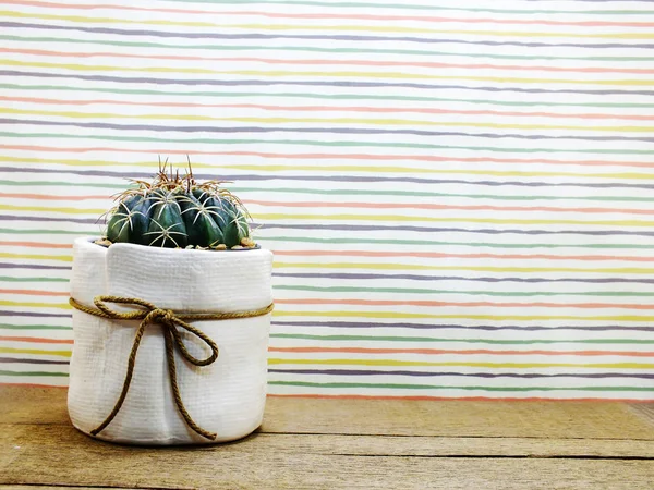Cactus planta decoración casera — Foto de Stock