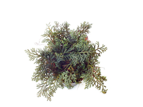 set green moss isolated on white bakground