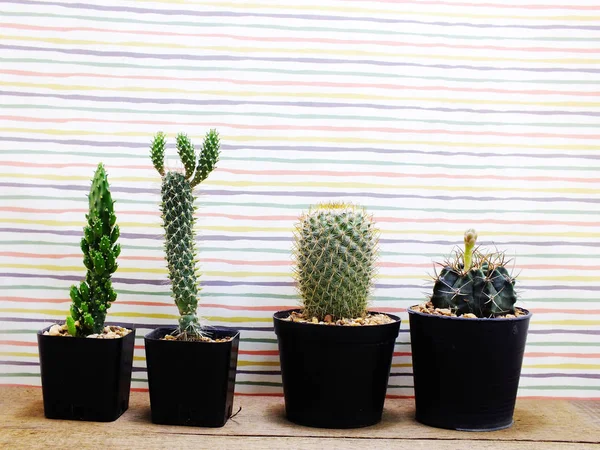 Gruppo di cactus freschi in vaso da fiori — Foto Stock