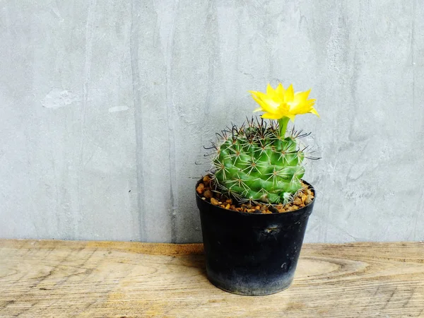 ahşap masa natürmort alanı kopya arka plan ile potu kaktüs