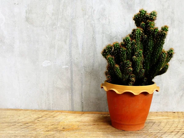 ahşap masa natürmort alanı kopya arka plan ile potu kaktüs