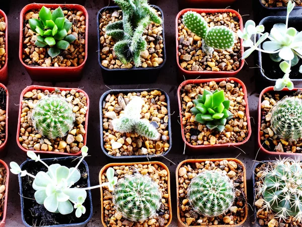 ahşap masa natürmort alanı kopya arka plan ile potu kaktüs