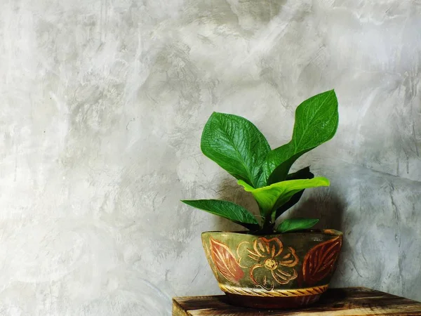 Primer plano árbol verde en maceta de flores y fondo de espacio — Foto de Stock