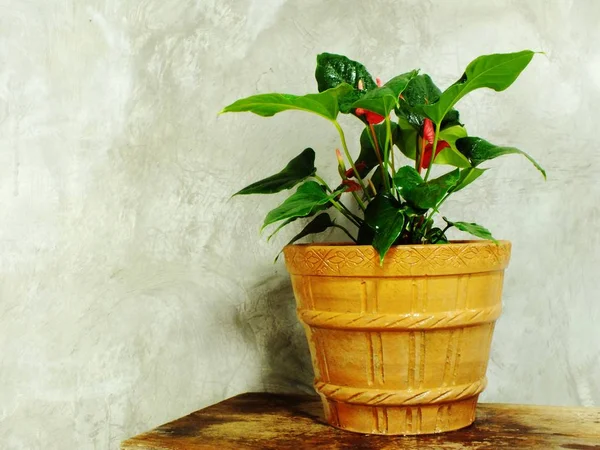 Primer plano árbol verde en maceta de flores y fondo de espacio — Foto de Stock