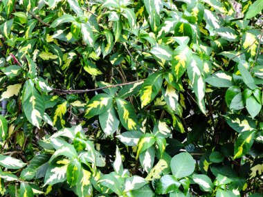 Yeşil doku arka plan ayrılmak