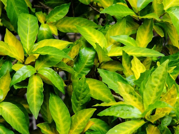 Yeşil doku arka plan ayrılmak