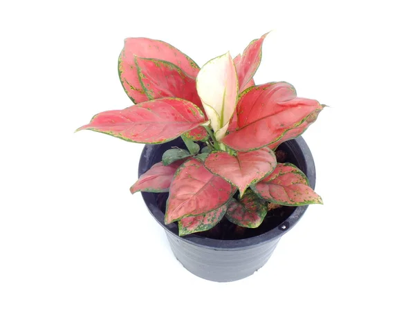 Red leaf house plant pada latar belakang putih — Stok Foto