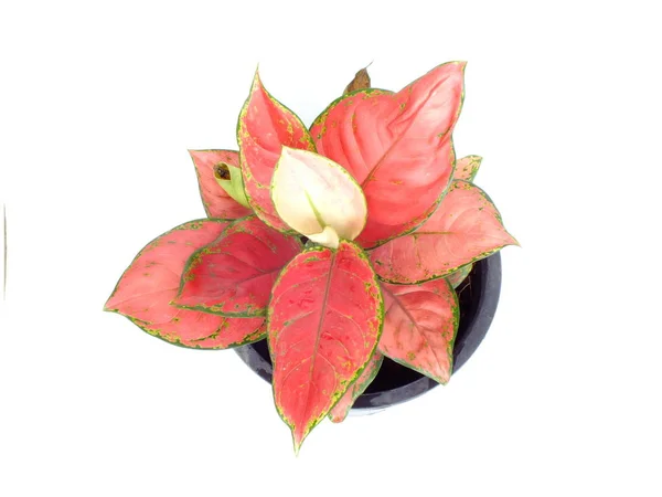 Red leaf house plant pada latar belakang putih — Stok Foto