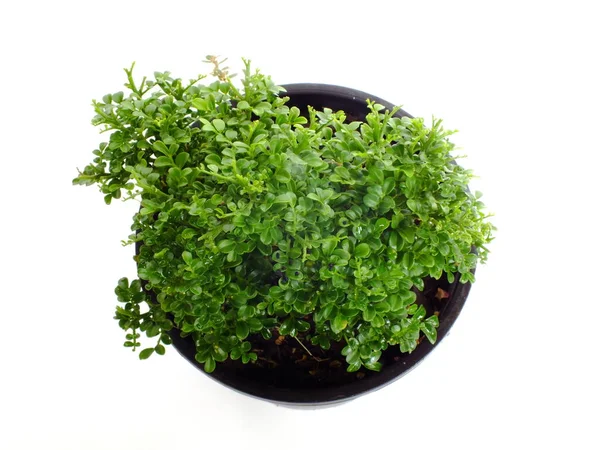 Grønnbladplante, frisk natur, isolert hvit bakgrunn – stockfoto