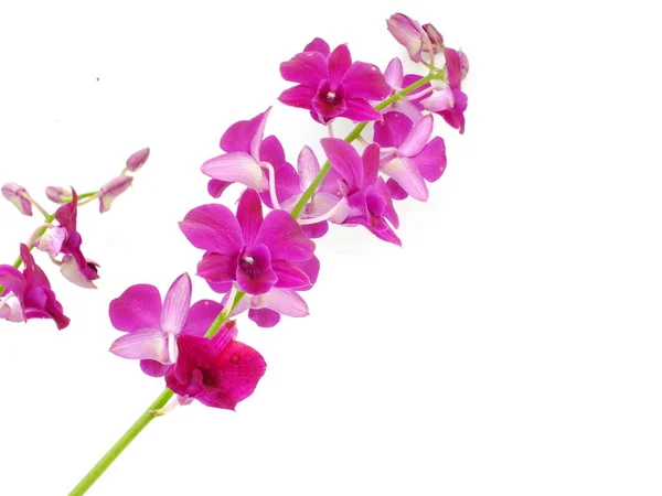 Hermoso Brote Orquídea Aislado Sobre Fondo Blanco — Foto de Stock