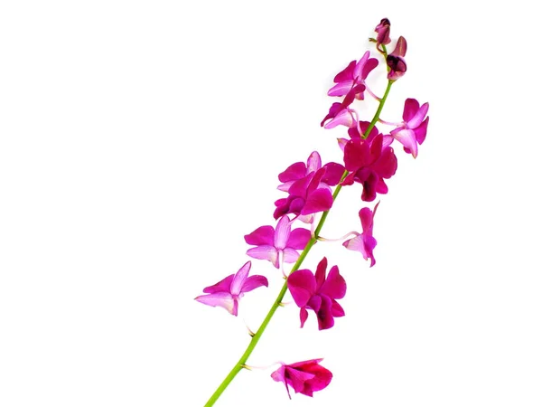 Hermoso Brote Orquídea Aislado Sobre Fondo Blanco — Foto de Stock