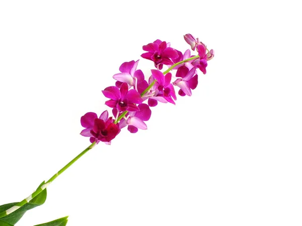 Hermoso Brote Orquídea Aislado Sobre Fondo Blanco — Foto de Stock