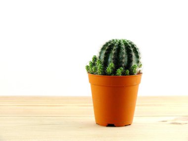 küçük kaktüsün üzerinde yeşil arka plan izole