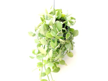 yeşil bitki izole koleksiyonu beyaz arka plan üzerinde asılı