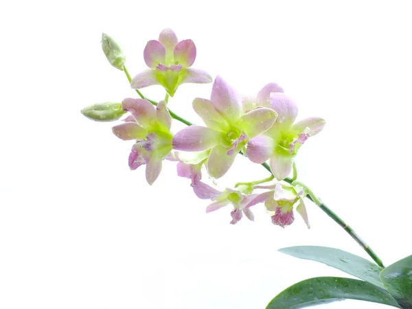 Prachtige Orchidee Geel Roze Geïsoleerd Witte Achtergrond — Stockfoto