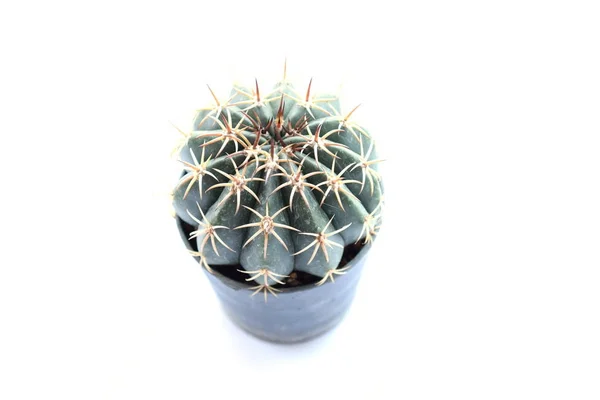 Pokojová Rostlina Kaktus Izolovaných Bílém Pozadí — Stock fotografie