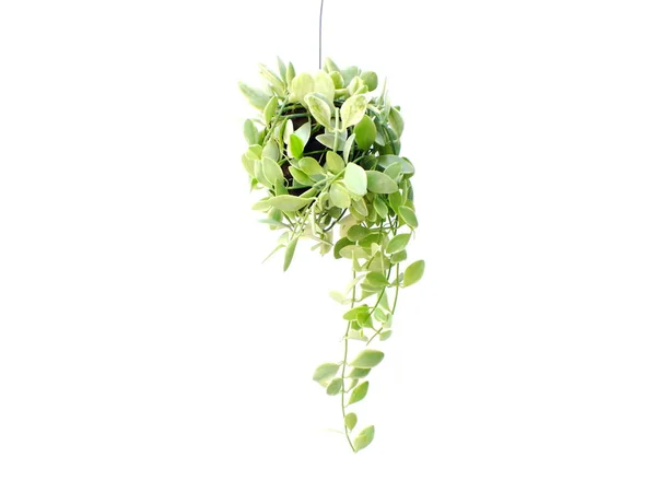 Groene Plant Opknoping Geïsoleerde Collectie Witte Achtergrond — Stockfoto