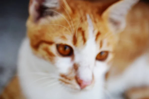 Şirin Kedi Duygu Komik — Stok fotoğraf