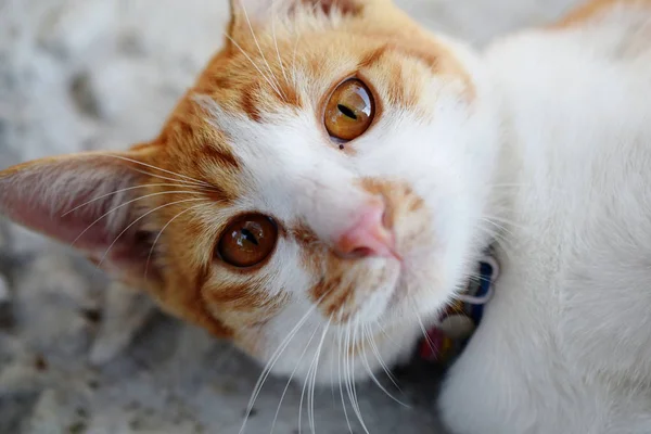 Kucing Lucu Merasa Lucu — Stok Foto