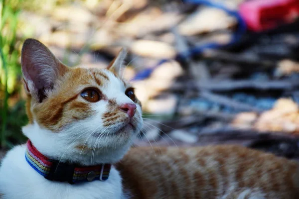 Şirin Kedi Duygu Komik — Stok fotoğraf