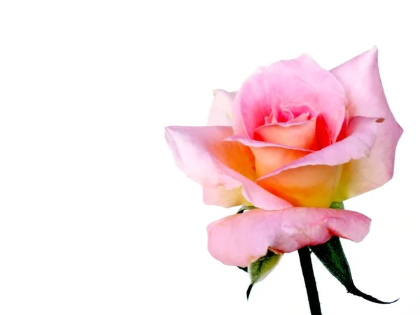 Rosa Rose Auf Weißem Hintergrund — Stockfoto