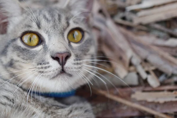 Gray Tabby Cat Close — Stok Foto