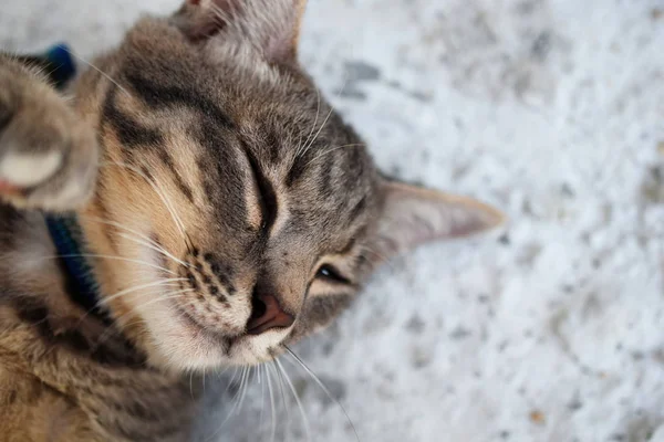 Grau Gestromte Katze Aus Nächster Nähe — Stockfoto