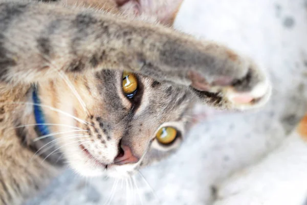 줄무늬 고양이 가까이 — 스톡 사진