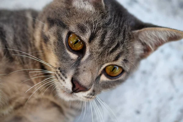 Gri Tekir Kedi Yakın Çekim — Stok fotoğraf