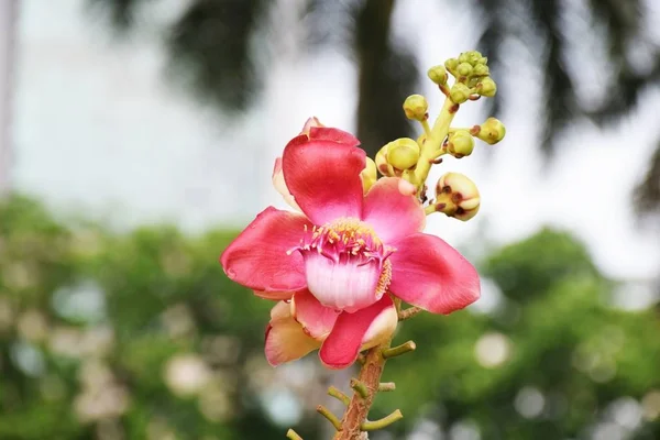 Bela Rosa Sal Flores Canhão Árvore Sal Árvore Sal Índia — Fotografia de Stock