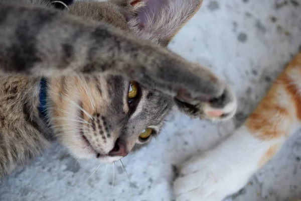 줄무늬 고양이 가까이 — 스톡 사진