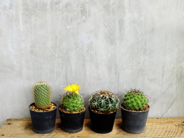 Grup ahşap masa natürmort alanı kopya arka plan üzerine yeşil kaktüs