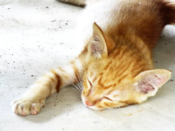 Γάτα Που Κοιμάται Στον Δρόμο — Φωτογραφία Αρχείου
