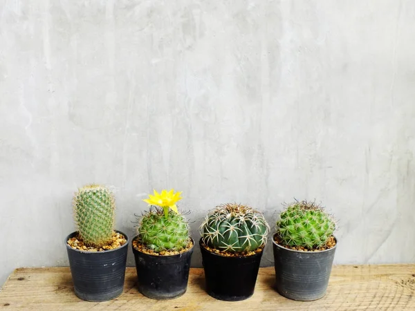 Fából Készült Asztal Csendélet Helyet Másolatot Háttér Zöld Kaktusz Csoportja — Stock Fotó