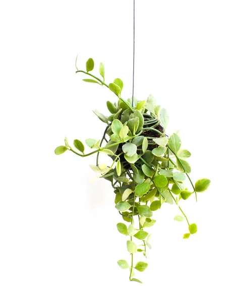 白色背景下的绿色植物悬挂隔离收藏 — 图库照片