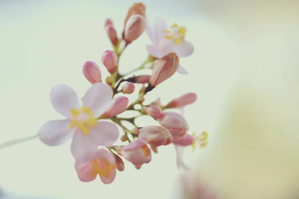 Beautiful Spicy Jatropha Integerrima Garden Selective Focus — Stock Photo, Image