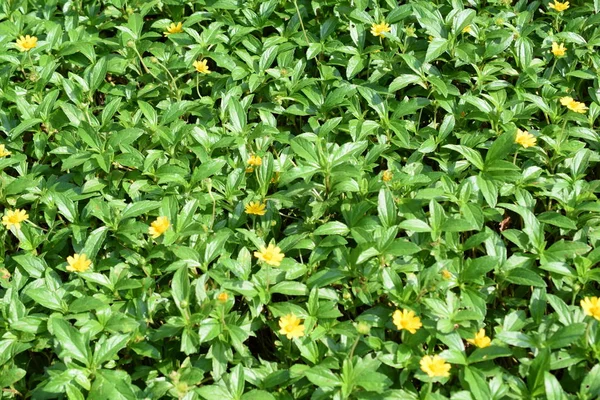 Mooie Gele Daisy Bloemen Natuur Achtergrond — Stockfoto