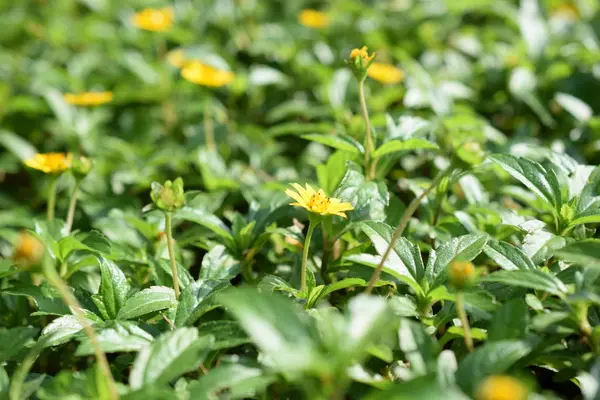 Bunga Daisy Kuning Indah Latar Belakang Alam — Stok Foto