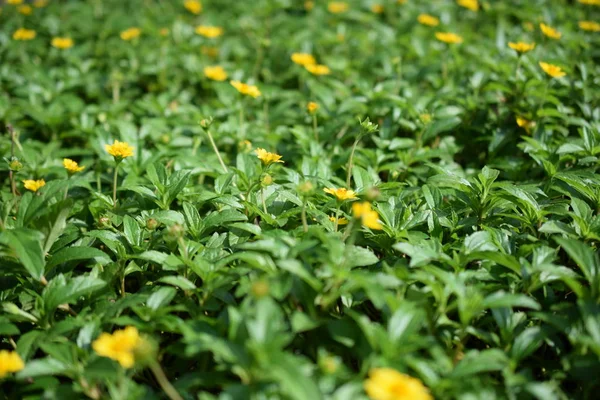 Bunga Daisy Kuning Indah Latar Belakang Alam — Stok Foto